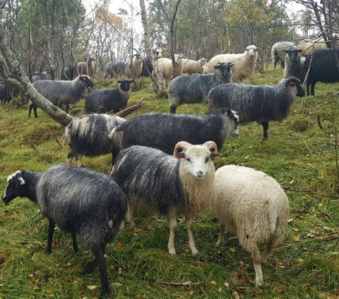 Ragnhild's Old Norse Sheep